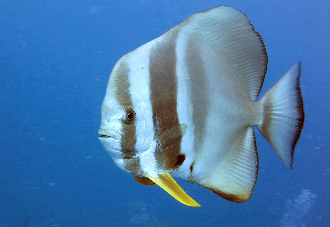 IMG_1250rf_Maldives_Madoogali_Plongee 13_Maaya thila_Platax  ou poule d'esu_Platax orbicularisjpg.jpg